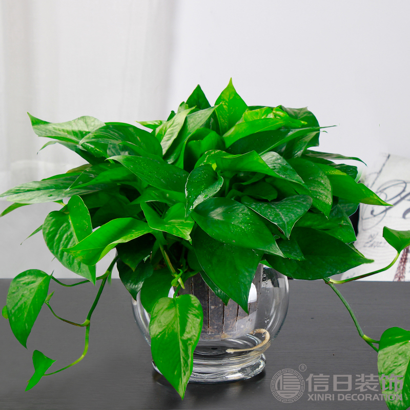 客厅花卉摆放技巧是什么